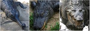 800px-Comparison - Crocodilia.jpg