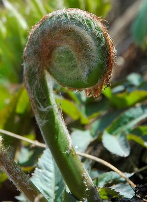 Osmunda japonica.jpg