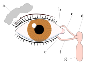 800px-Tear system svg.png