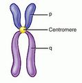 A chromosome, which they resemble.