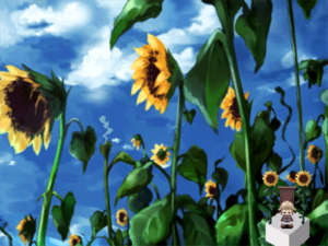 Sunflower fields.png