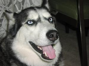 Husky.jpg