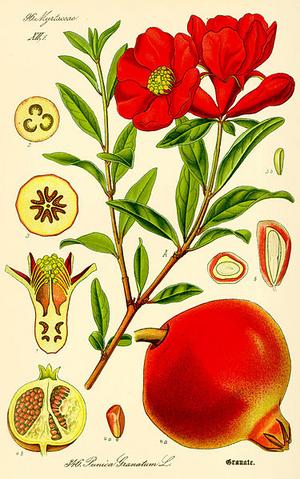 Illustration Punica granatum.jpg